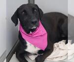 Small Labrador Retriever Mix