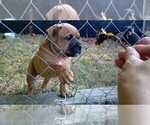 Small Photo #1 American Pit Bull Terrier-English Bulldog Mix Puppy For Sale in BROOKINGS, OR, USA
