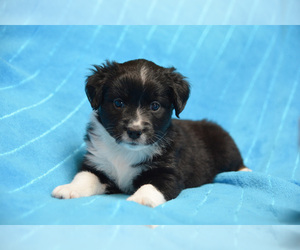 Miniature Australian Shepherd Puppy for sale in SOUR LAKE, TX, USA