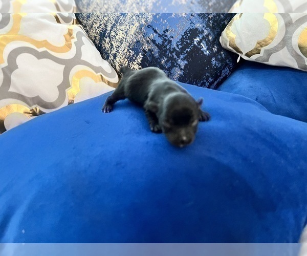 Medium Photo #41 Yorkshire Terrier Puppy For Sale in HAYWARD, CA, USA
