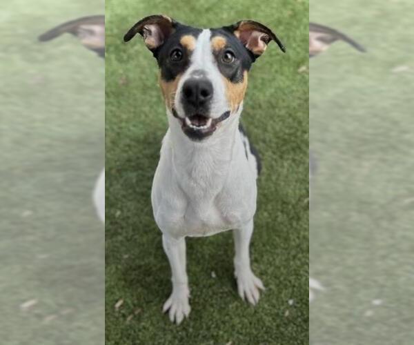 Medium Photo #1 Mutt Puppy For Sale in Newton, NC, USA