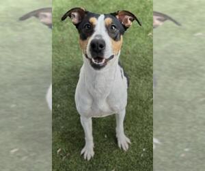 Mutt Dogs for adoption in Newton, NC, USA