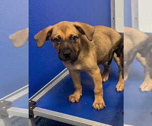 Mutt Dogs for adoption in Tarboro, NC, USA