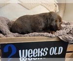 Small Photo #8 Labrador Retriever Puppy For Sale in BONAIRE, GA, USA