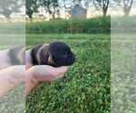 Small #7 Labrador Retriever