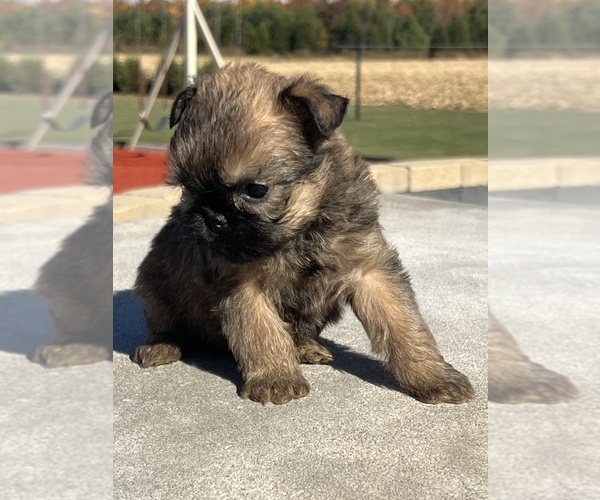 Medium Photo #4 Brussels Griffon Puppy For Sale in NILES, MI, USA