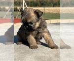 Small #3 Brussels Griffon