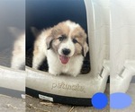 Puppy 4 Australian Shepherd-Great Pyrenees Mix