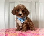 Small Photo #2 Cavapoo Puppy For Sale in RICHMOND, IL, USA