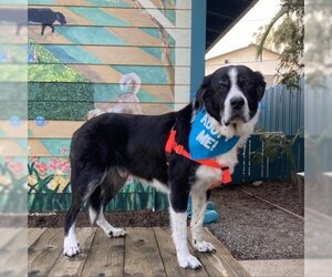 Border Collie Dogs for adoption in Pacific Grove, CA, USA