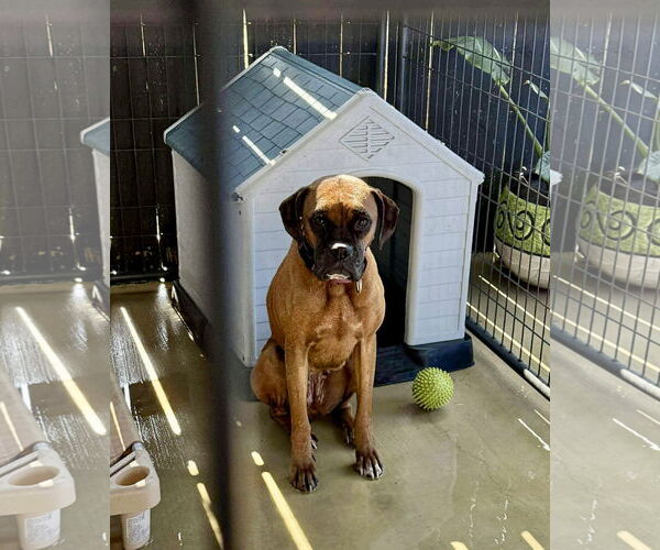 Medium Photo #4 Boxer-Unknown Mix Puppy For Sale in Dumont, NJ, USA