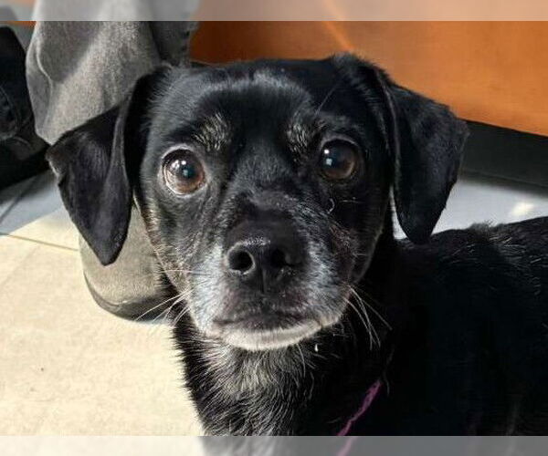 Medium Photo #1 Chihuahua-Unknown Mix Puppy For Sale in Woodland, CA, USA