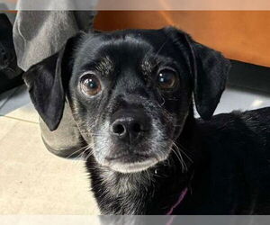 Chihuahua-Unknown Mix Dogs for adoption in Woodland, CA, USA