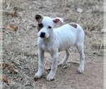 Small Photo #4 American Bulldog-Staffordshire Bull Terrier Mix Puppy For Sale in Mooresville, NC, USA
