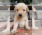 Small Photo #22 Golden Retriever Puppy For Sale in CHINO HILLS, CA, USA