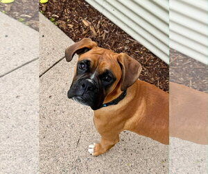 Boxer Dogs for adoption in Woodbury, MN, USA