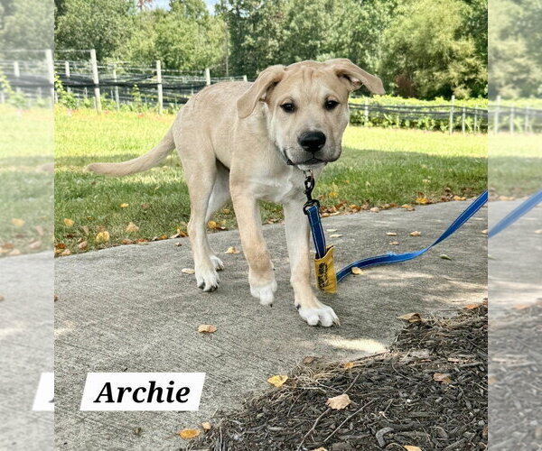 Medium Photo #1 American Pit Bull Terrier-Golden Retriever Mix Puppy For Sale in Chester, VA, USA