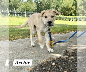 American Pit Bull Terrier-Golden Retriever Mix Dogs for adoption in Chester, VA, USA
