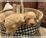 Small Photo #7 Goldendoodle Puppy For Sale in LITTLE FLOCK, AR, USA