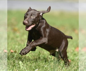 Chocolate Labrador retriever-Pointer Mix Dogs for adoption in Mechanicsburg, PA, USA