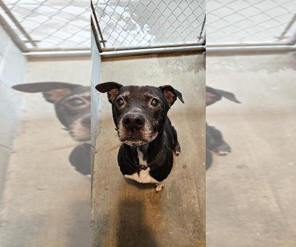 Medium Photo #1 Labrador Retriever-Unknown Mix Puppy For Sale in DuQuoin, IL, USA