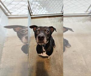 Labrador Retriever-Unknown Mix Dogs for adoption in DuQuoin, IL, USA