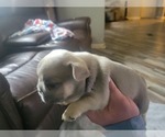 Small Photo #2 French Bulldog Puppy For Sale in DALLAS, NC, USA