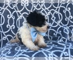 Small #3 Maltipoo