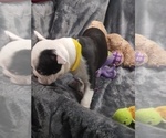 Small Photo #8 Faux Frenchbo Bulldog Puppy For Sale in COFFEYVILLE, KS, USA