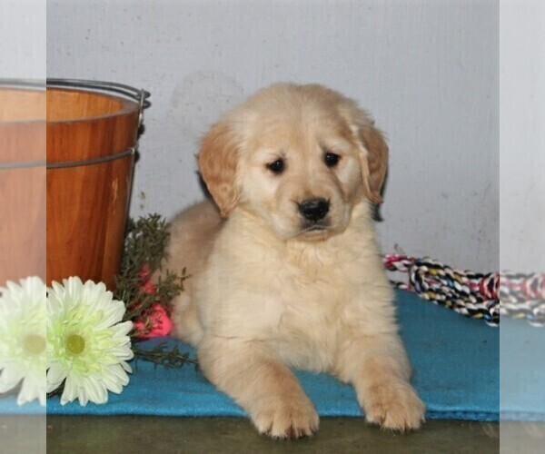 Medium Photo #2 Golden Retriever Puppy For Sale in CHRISTIANA, PA, USA