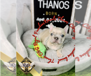 French Bulldog Puppy for sale in WATKINSVILLE, GA, USA