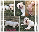 Small Photo #4 American Bulldog Puppy For Sale in SAINT CHARLES, MD, USA