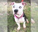 Small American Pit Bull Terrier Mix