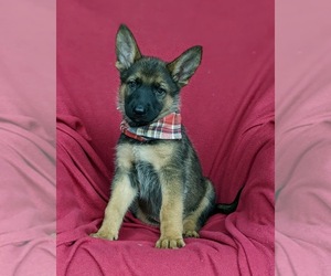 German Shepherd Dog Puppy for sale in ELKTON, MD, USA