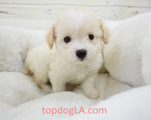 Maltipoo Puppy for sale in LA MIRADA, CA, USA
