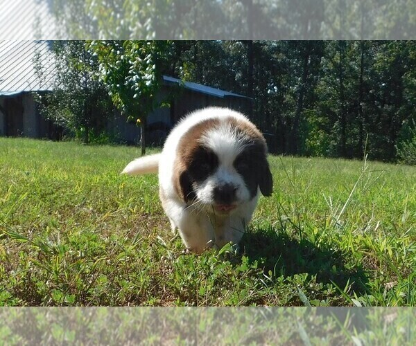 Medium Photo #5 Newfoundland Puppy For Sale in CLINTON, AR, USA