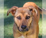 Petunia - Female Black Mouth Cur-Unknown Mix Dog for Adoption - Small photo