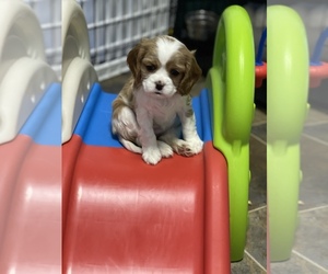 Cavalier King Charles Spaniel Puppy for sale in PLEASANT HILL, OR, USA