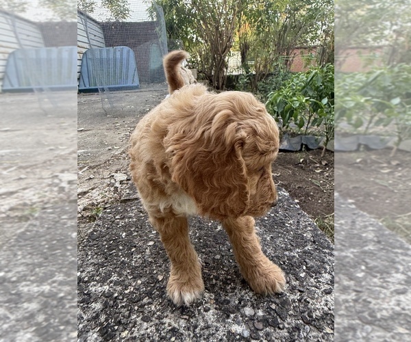 Medium Photo #6 Goldendoodle (Miniature) Puppy For Sale in CARNEGIE, PA, USA