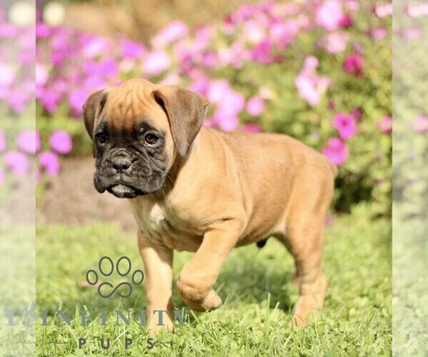 Medium Photo #1 Boxer Puppy For Sale in GORDONVILLE, PA, USA