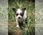 Image preview for Ad Listing. Nickname: Litter of 2
