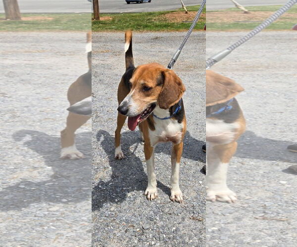 Medium Photo #18 Mutt Puppy For Sale in Rustburg, VA, USA