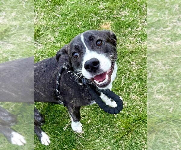 Medium Photo #2 Mutt Puppy For Sale in Canton, CT, USA