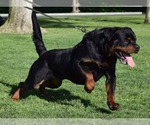 Small #3 Rottweiler