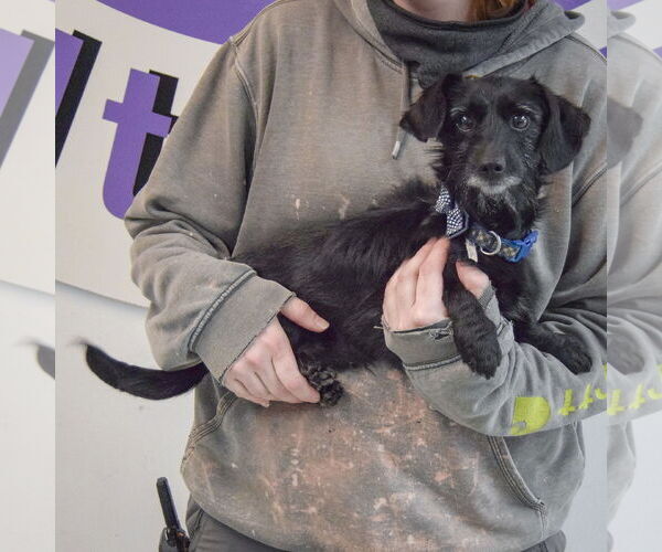 Medium Photo #2 Dachshund-Unknown Mix Puppy For Sale in Huntley, IL, USA