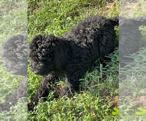 Poodle (Standard) Puppy for Sale in LAWRENCEBURG, Tennessee USA
