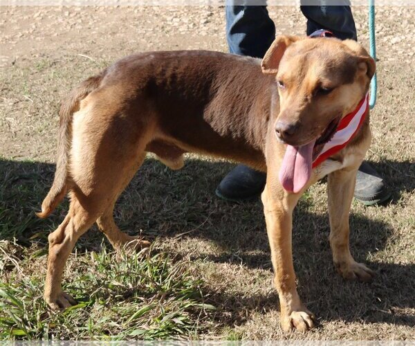 Medium Photo #2 Labrottie Puppy For Sale in Bandera, TX, USA
