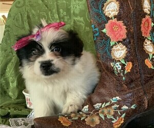 Shiranian Puppy for sale in SMITHVILLE, TX, USA