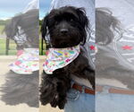 Small #1 Shih Tzu Mix