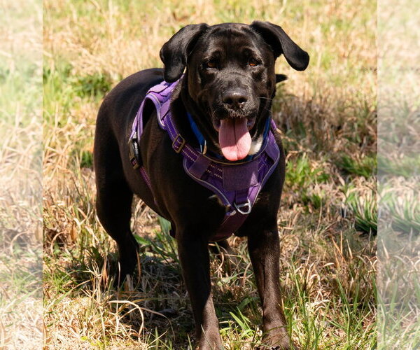 Medium Photo #2 Labrador Retriever-Unknown Mix Puppy For Sale in Blairsville, GA, USA